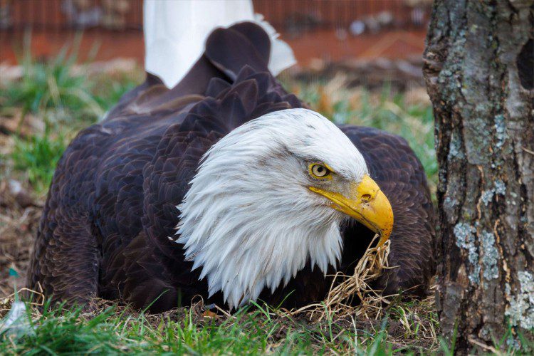 Uginuo orao- usvojitelj