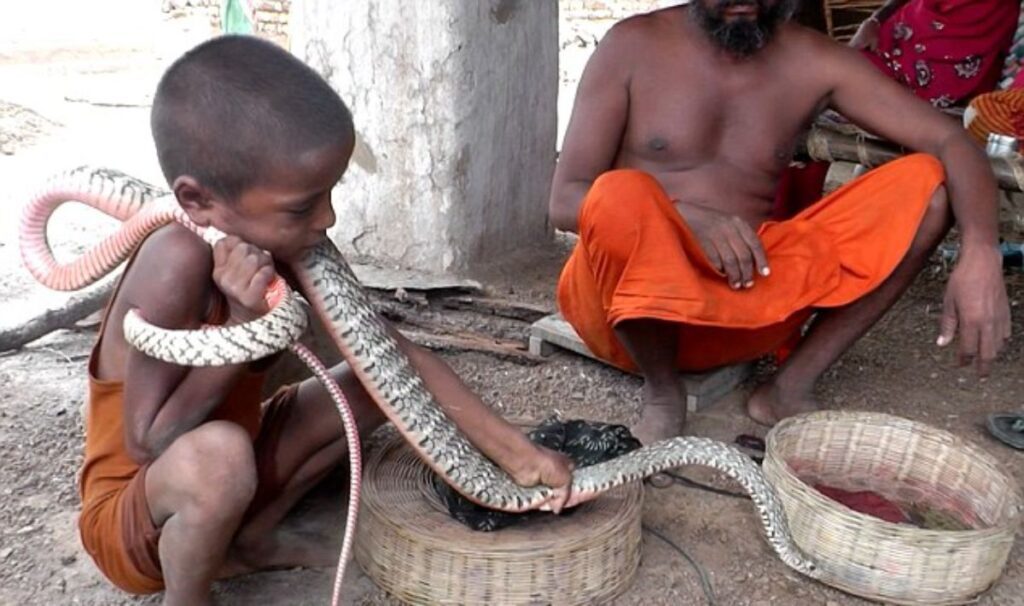 U Indiji pronađena mrtva zmija u hrani, djeca se otrovala