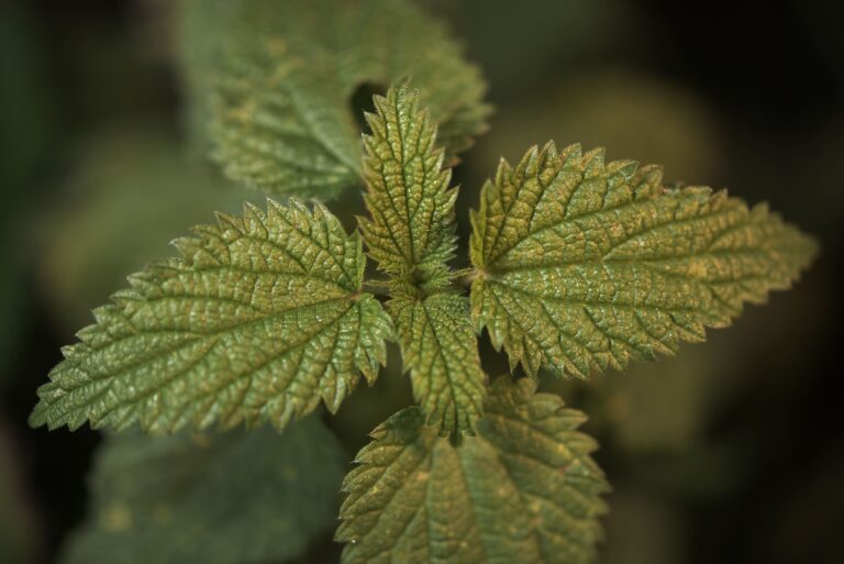 Subota je, prošetajte i uzmite hranu besplatno