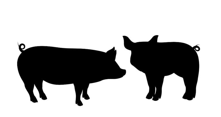 Svinjska kuga i u Srpcu