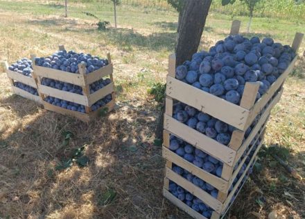 CRNA GODINA ZA DOMAĆE VOĆE: Rod podbacio za 80 odsto, kvalitet izuzetno loš
