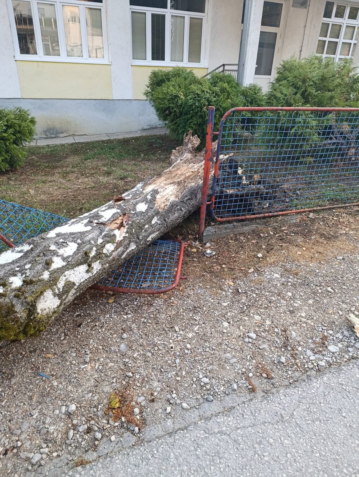 U Debeljacima pored škole palo stablo: Srećom pa je nedjelja